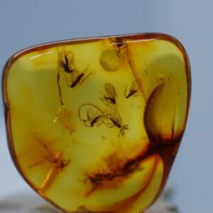 edukacija lietuvos pinigų istorija. vasario 7d. 11:00